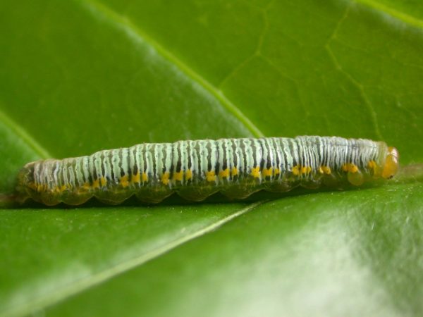 Greta ortygia 5th instar, KRW-148