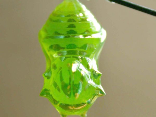 Greta ortygia pupa, KRW-147