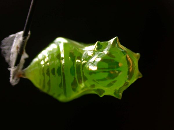 Greta ortygia pupa, KRW-147