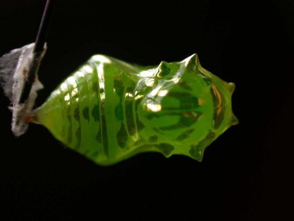 Greta ortygia pupa, KRW-147