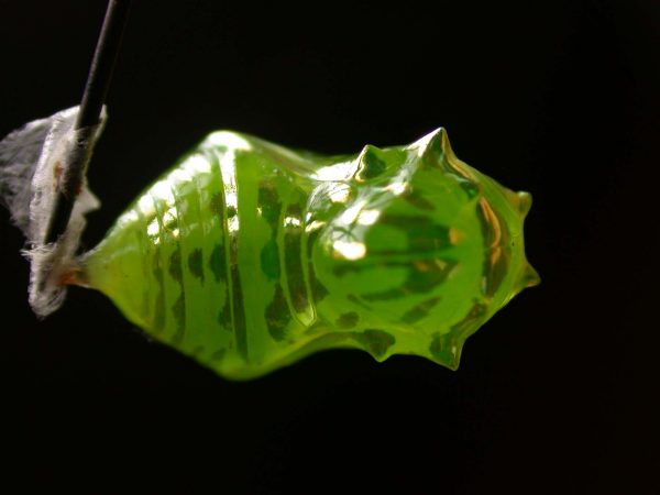 Greta ortygia pupa, KRW-147