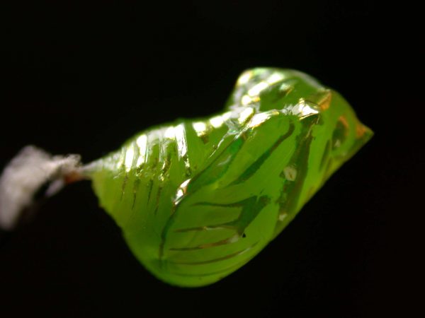 Greta ortygia pupa, KRW-147