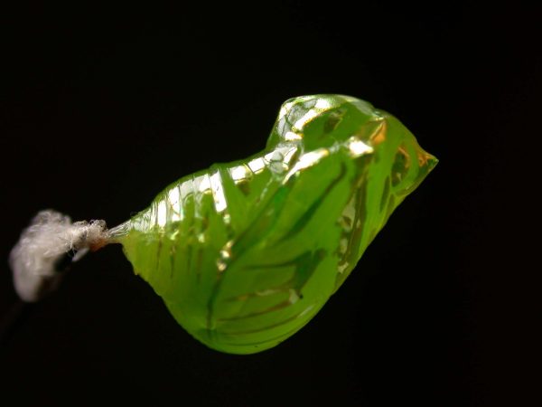 Greta ortygia pupa, KRW-147