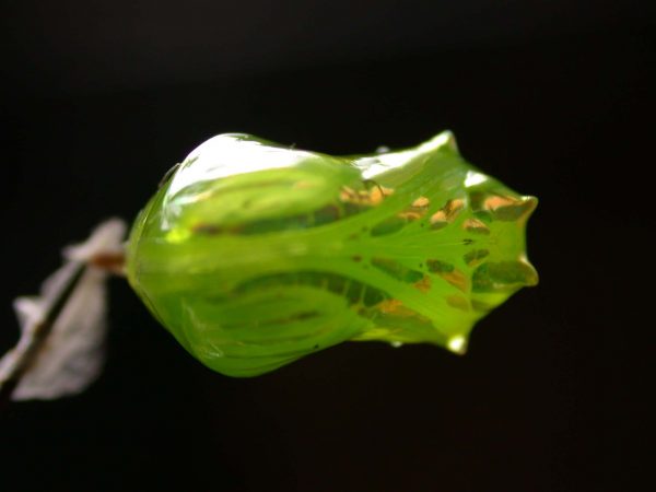 Greta ortygia pupa, KRW-147