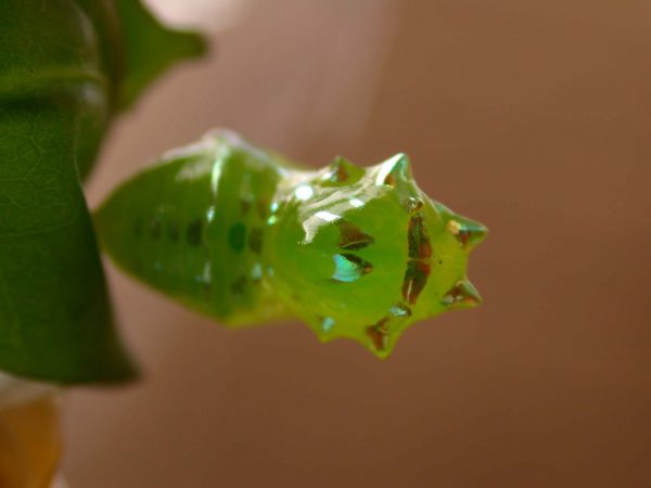 Greta ortygia pupa, KRW-148