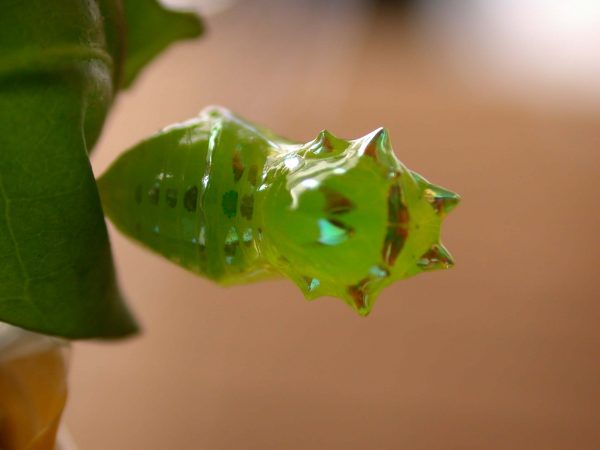 Greta ortygia pupa, KRW-148
