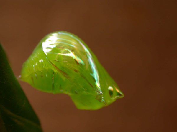 Greta ortygia pupa, KRW-148