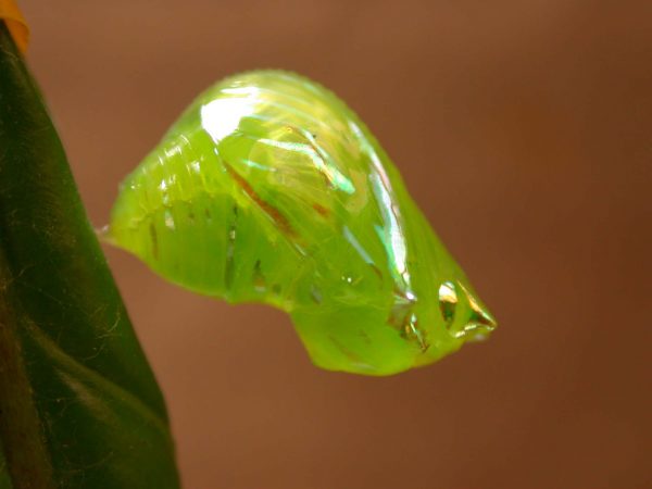 Greta ortygia pupa, KRW-148