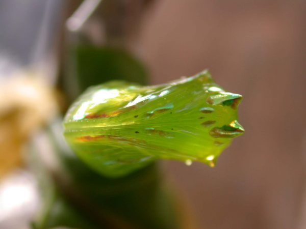 Greta ortygia pupa, KRW-148