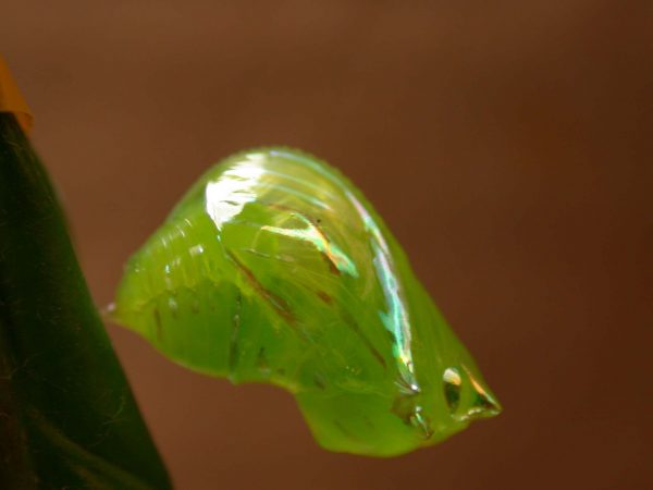 Greta ortygia pupa lateral, KRW-148