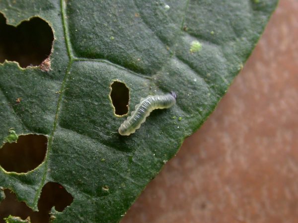 Greta enigma 2nd instar, KRW-192