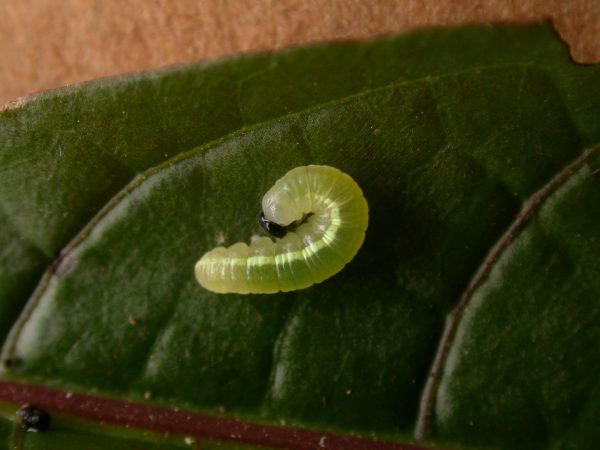 Greta enigma 3rd instar, KRW-192