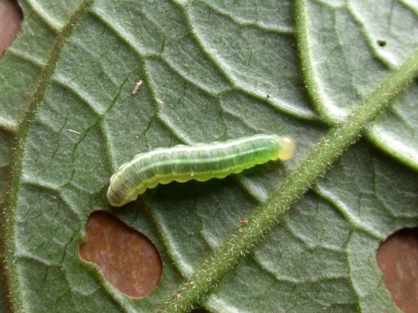 Greta enigma 4th instar, KRW-192