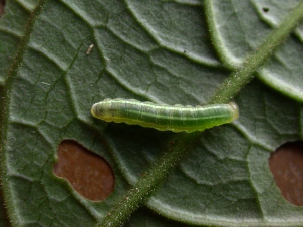 Greta enigma 4th instar, KRW-192