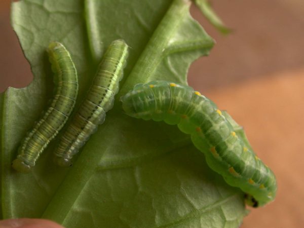 Greta enigma 5th instar, KRW-172