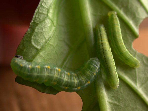 Greta enigma 5th instar, KRW-172