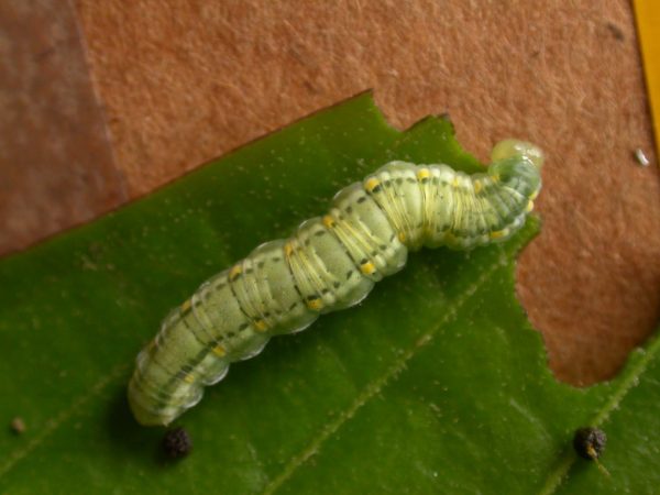 Greta enigma 5th instar, KRW-172