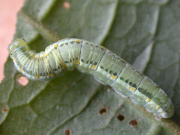 Greta enigma 5th instar, KRW-192