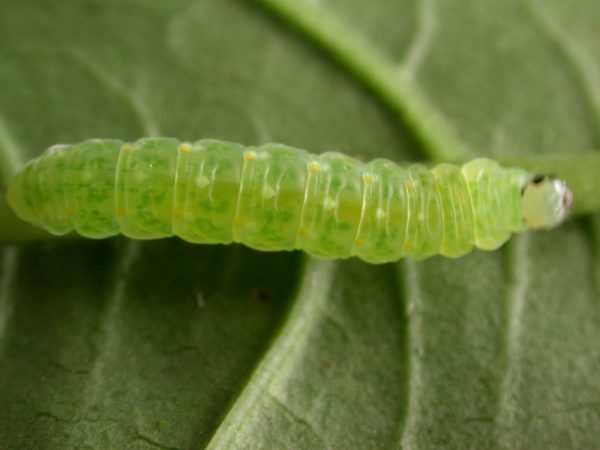 Greta enigma 5th instar, KRW-192