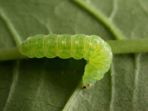 Greta enigma 5th instar, KRW-192