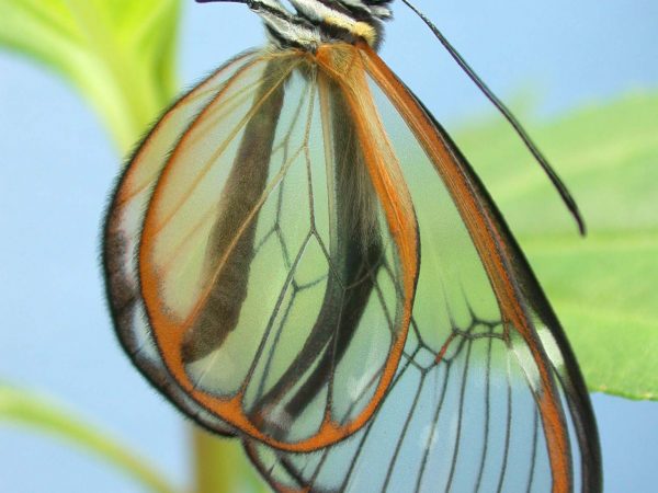 Greta enigma adult, KRW-172