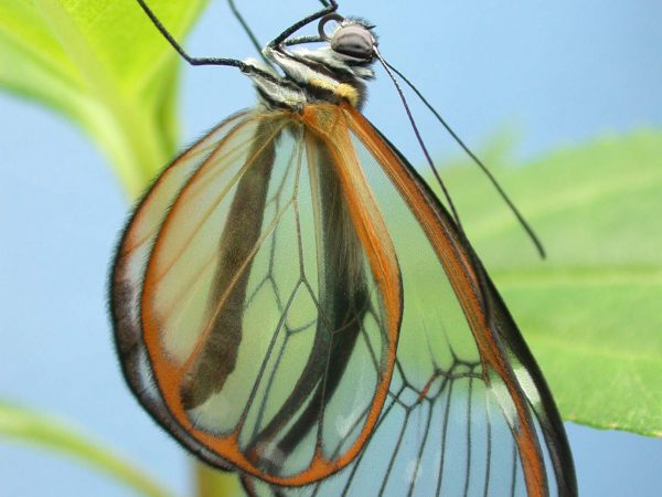 Greta enigma adult, KRW-172