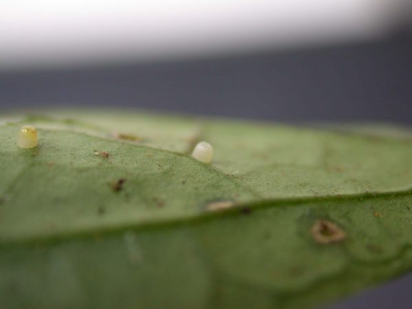 Greta enigma egg, KRW-172