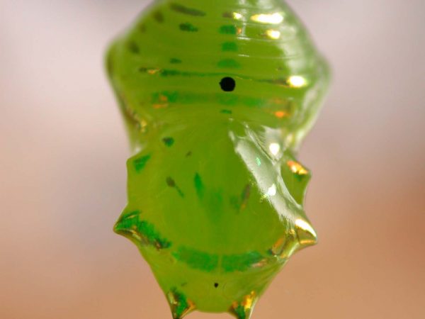 Greta enigma pupa dorsal, KRW-172