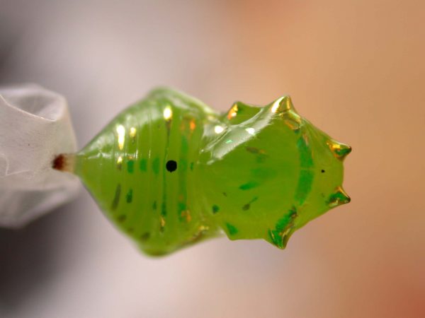 Greta enigma pupa dorsal, KRW-172