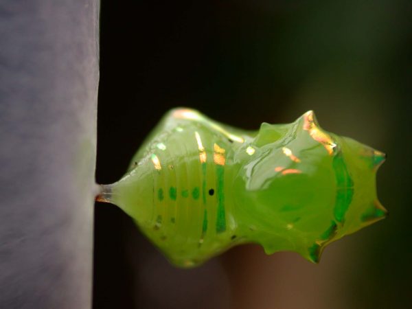 Greta enigma pupa dorsal, KRW-172