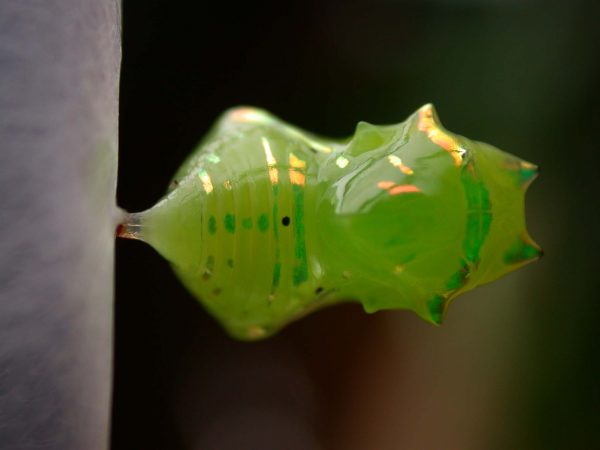 Greta enigma pupa dorsal, KRW-172