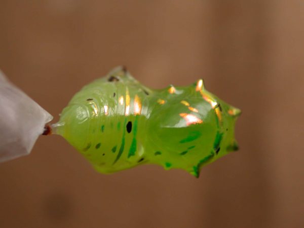 Greta enigma pupa dorsal, KRW-192