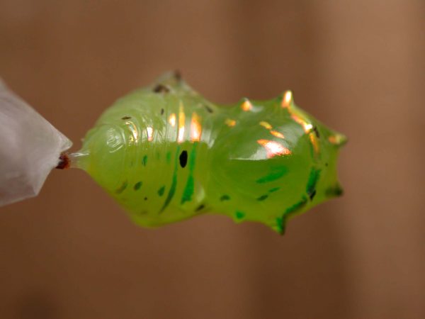 Greta enigma pupa dorsal, KRW-192