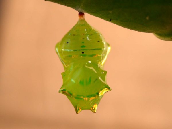 Greta enigma pupa dorsal, KRW-192
