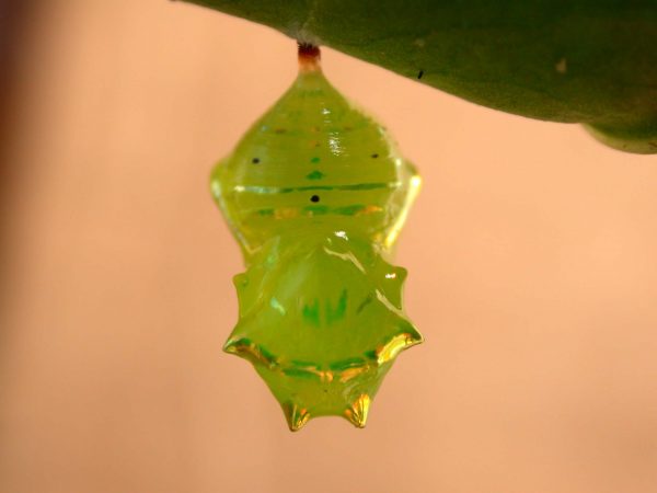 Greta enigma pupa dorsal, KRW-192