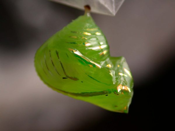 Greta enigma pupa lateral, KRW-172