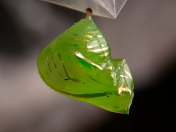 Greta enigma pupa lateral, KRW-172