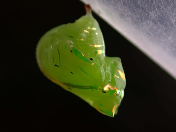 Greta enigma pupa lateral, KRW-172