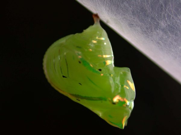 Greta enigma pupa lateral, KRW-172