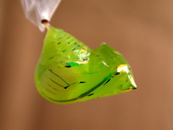 Greta enigma pupa lateral, KRW-192