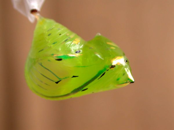 Greta enigma pupa lateral, KRW-192