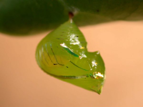 Greta enigma pupa lateral, KRW-192