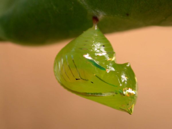 Greta enigma pupa lateral, KRW-192