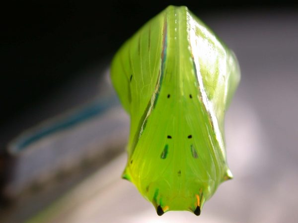 Greta enigma pupa ventral, KRW-172