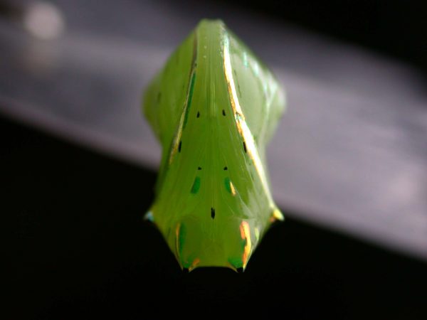 Greta enigma pupa ventral, KRW-172