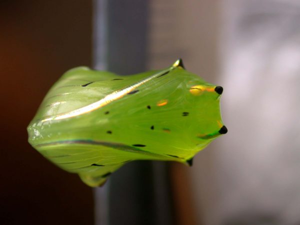 Greta enigma pupa ventral, KRW-192