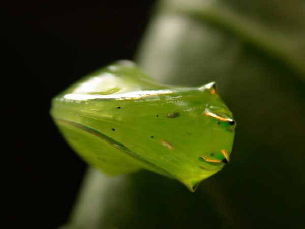 Greta enigma pupa ventral, KRW-192