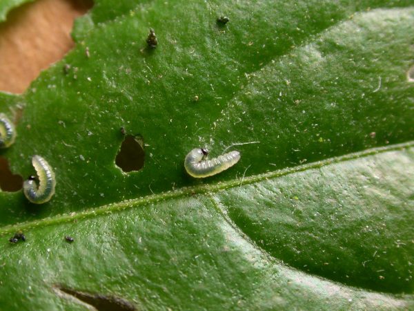 Greta sp. 2nd instar, KRW-211-2