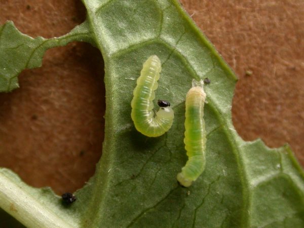 Greta sp. 3rd instar or 4th instar, KRW-209