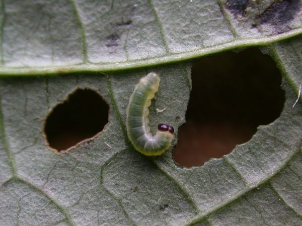 Greta sp. 3rd instar, KRW-142